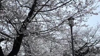 お花見してからそのままホテル直行して、いっぱいぶっかけられました、、